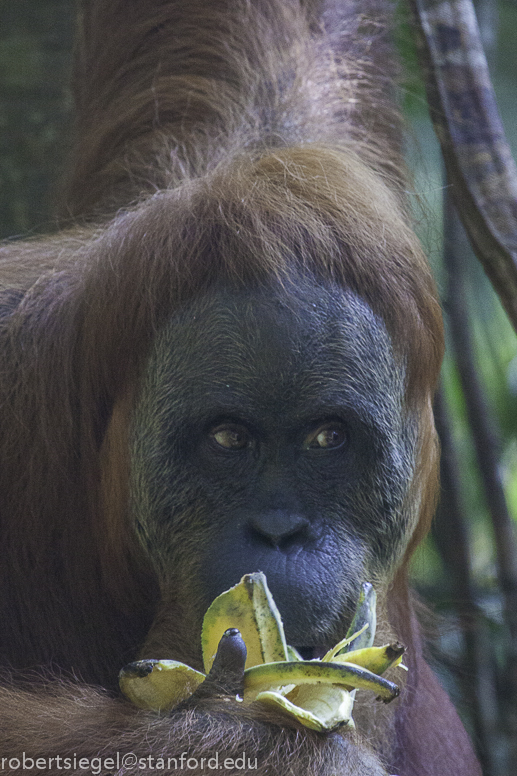 orangutan